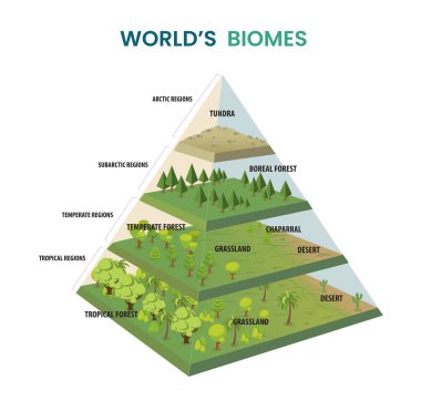 world's biomes pyramid diagram clipart