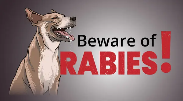 Köpeklerde kuduz uyarısı.
