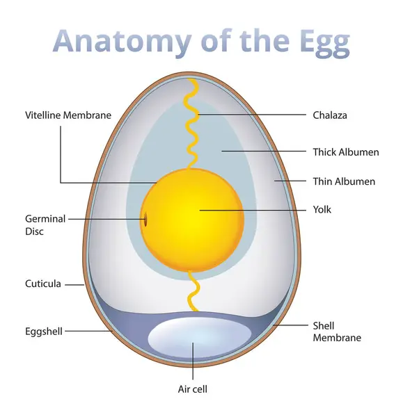 stock vector anatomy of an egg infographic