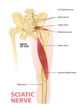 illustration of sciatic nerve diagram