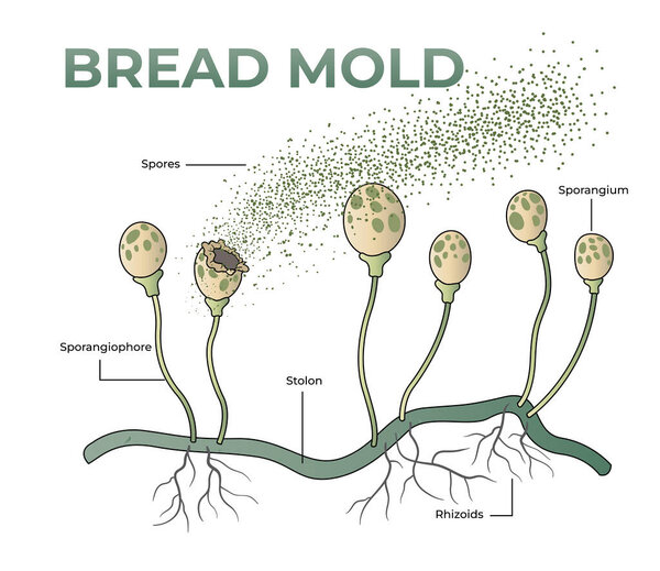 illustration of bread mold anatomy diagram