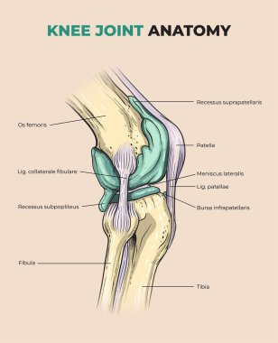 Diz eklemi anatomisi çizimi