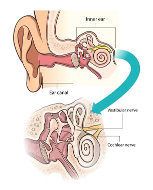Kulak anatomisi diyagramının gösterimi