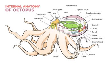 Internal anatomy of an octopus diagram clipart