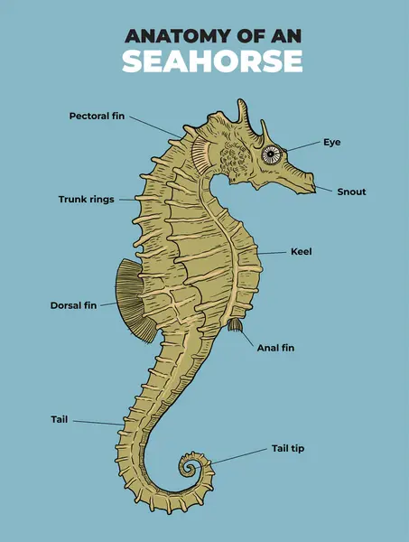 Deniz atı anatomisi çizimi