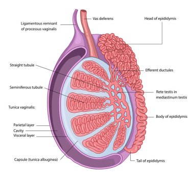 Testis anatomi diyagramının gösterimi