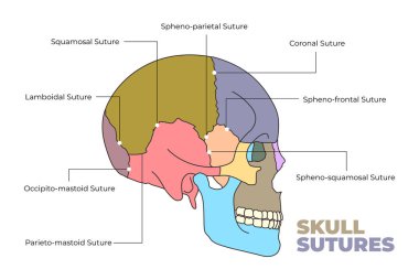 illustration of skull sutures diagram clipart