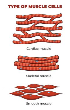 illustration of Muscle cells types clipart