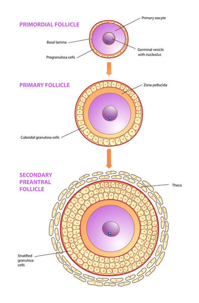 illustration of follicle development stages diagram