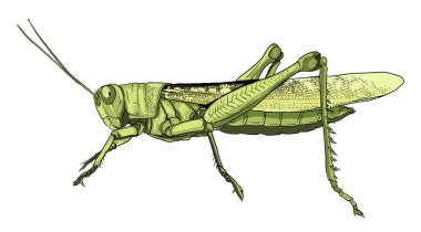 Çekirge anatomisinin detaylı çizimi