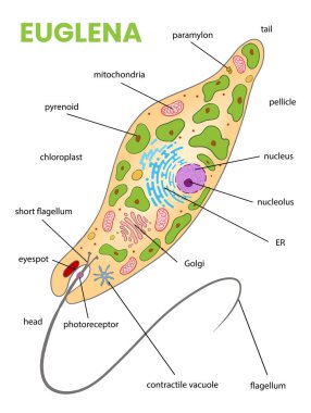 Euglena diyagramının çizimi