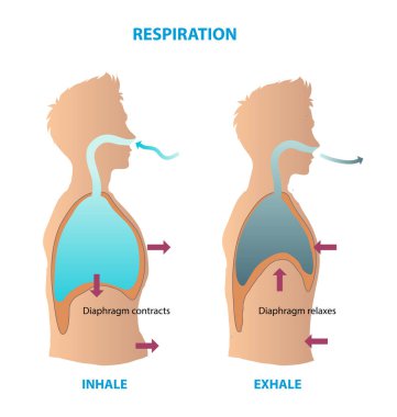 Solunum diyagramının gösterimi