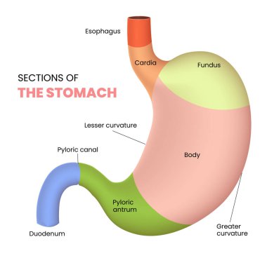 Mide diyagramının bölümleri
