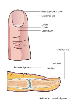 Çivi anatomisi çizimi