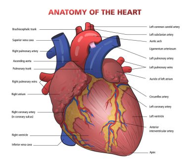 Kalp anatomisi diyagramının gösterimi