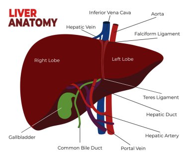 Karaciğer anatomisinin basit bir çizimi