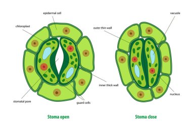 Stomata 'nın açılıp kapanmasının bir gösterimi