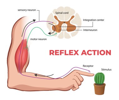 Refleks yay diyagramının gösterimi