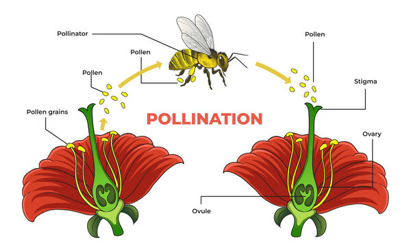 illustration of pollination diagram