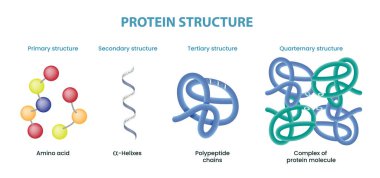 Protein yapı diyagramının gösterimi