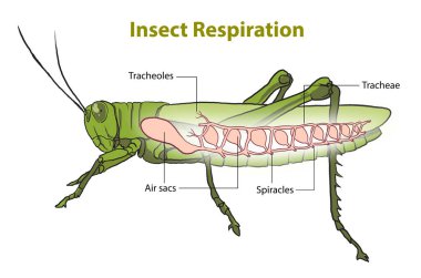 Trakeal sistemin çizimi, böcek solunum şeması