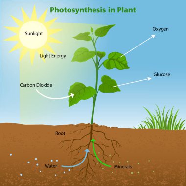 Fotosentez diyagramının gösterimi