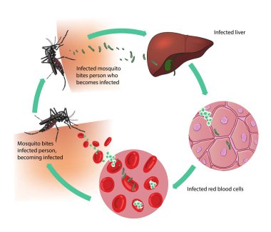 Sıtma bulaşma döngüsü şeması çizimi