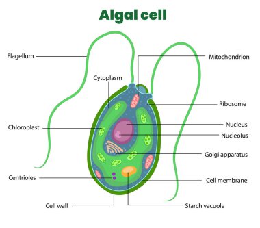 Alg hücre diyagramının gösterimi