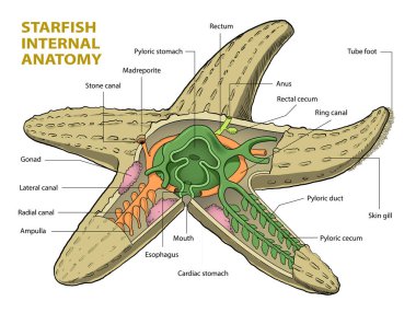 Denizyıldızı anatomisi diyagramının çizimi