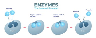 Enzim uyarılmış uygun model diyagramı