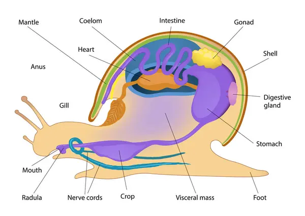Gastropoda iç anatomi diyagramının gösterimi