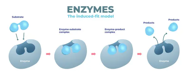 Enzim uyarılmış uygun model diyagramı