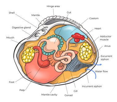 Yumuşakça iç anatominin gösterimi