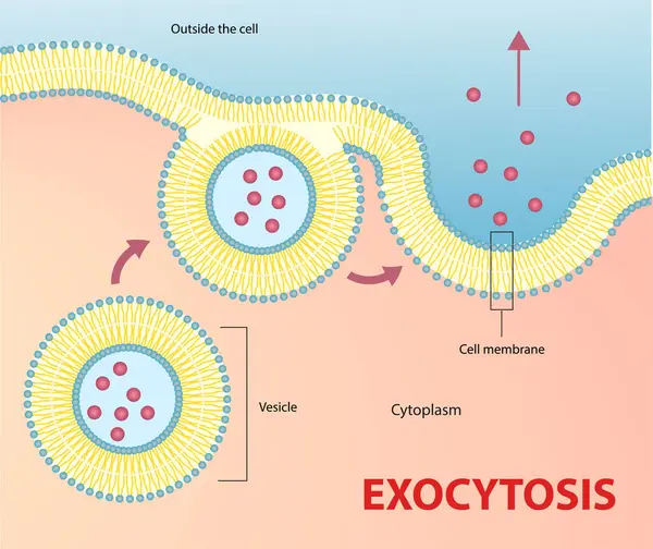 Exocytosis süreci diyagramının gösterimi