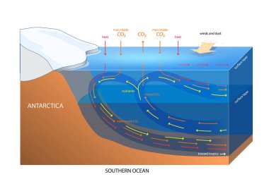Güney Okyanusu Karbon ve Sıcaklık Dolaşım Diyagramının Çizimi