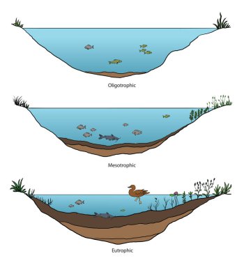 Göl trofik durum diyagramının çizimi