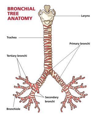 Bronşiyal ağaç anatomisi çizimi