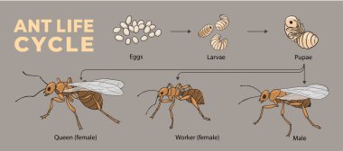 Karınca yaşam döngüsü diyagramının gösterimi