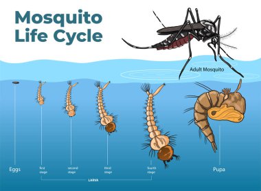 Sivrisinek Yaşam Döngüsü Diyagramının Çizimi