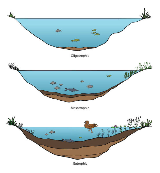 иллюстрация трофической схемы состояния озера
