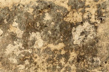  Ağaç kabuğu sarımsı, bazı kısımları daha koyu. Ağaç kabuğu.. 