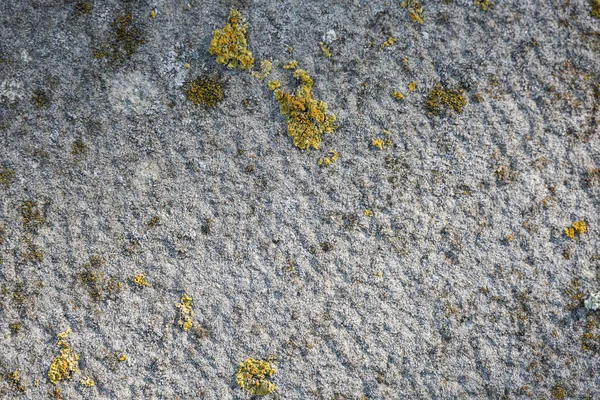 Reinforced Cement Wall Textures Rubbing Several Yellow Green Lichens — Stock Photo, Image