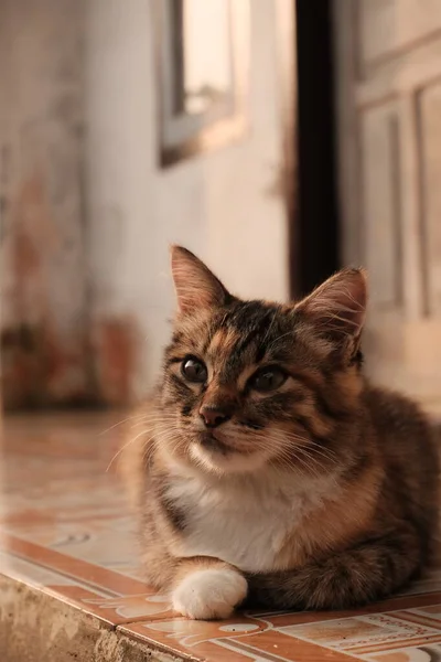 Кіт Сидить Підлозі — стокове фото