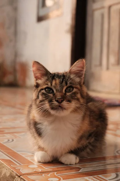 Portrait Cute Tabby Domestic Cat — Stock Photo, Image