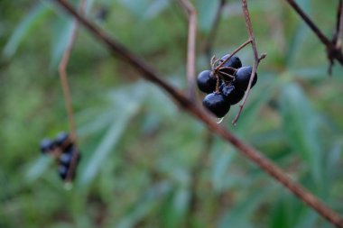 Siyah beyaz kuşüzümlü kuşüzümünün yakın plan çekimi.