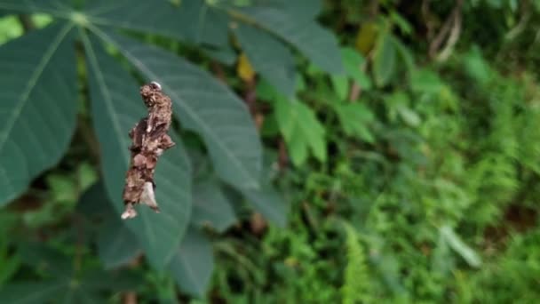 Gąsienica Wijąca Bagworm Zbliżenie — Wideo stockowe