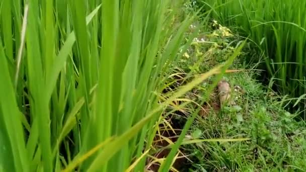 绿色的黄金 丰饶稻田迷人的景色 — 图库视频影像