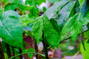 Yeşil Yapraklar üzerindeki çiy damlaları: Ferahlatıcı bir Sabah Sahnesi