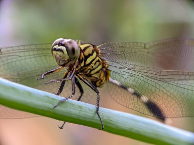 Sersemletici Yeşil-Siyah Yusufçuk Yaprakta