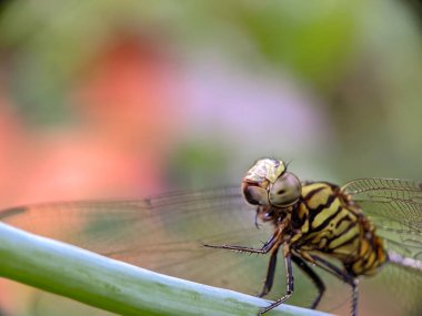 Sersemletici Yeşil-Siyah Yusufçuk Yaprakta